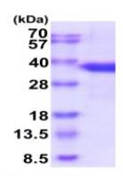 SDS-PAGE (SRSF1-5264H).jpg